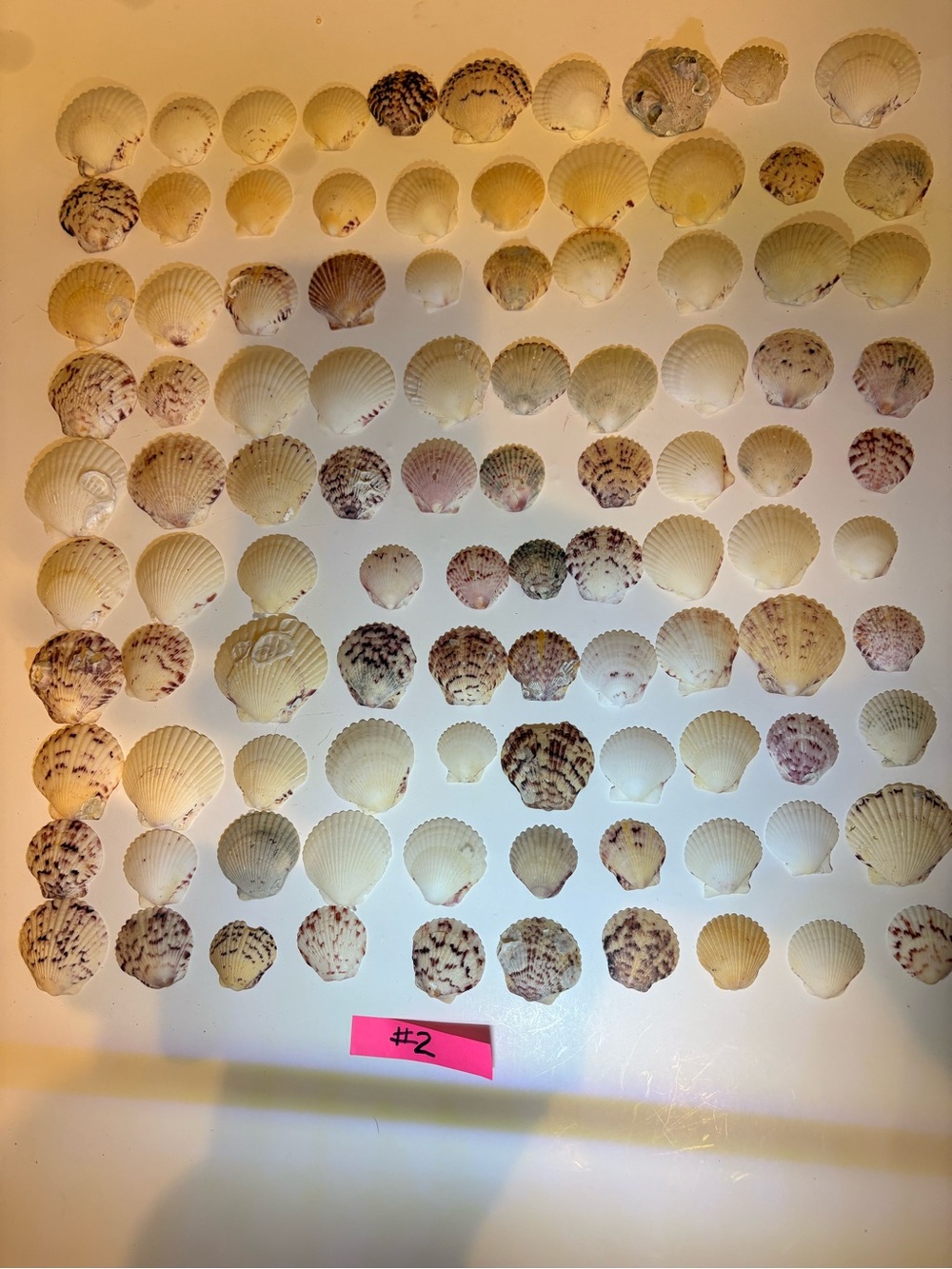 Seashell Wall Art Panel - Natural Beige Coastal Decor